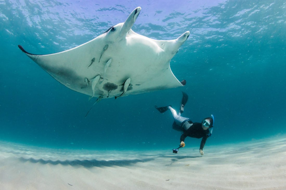 Giant oceanic manta ray  Ocean giants - educational exhibition