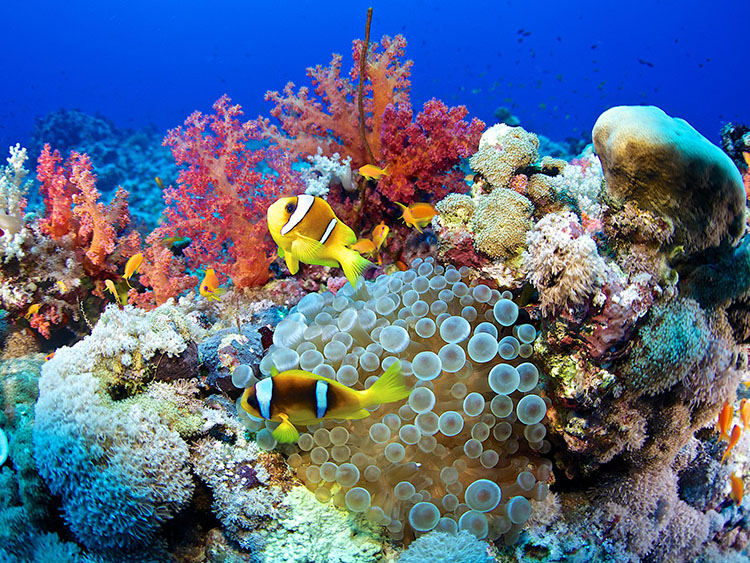 What is the Coral Triangle? What You Must Know - Free The Ocean