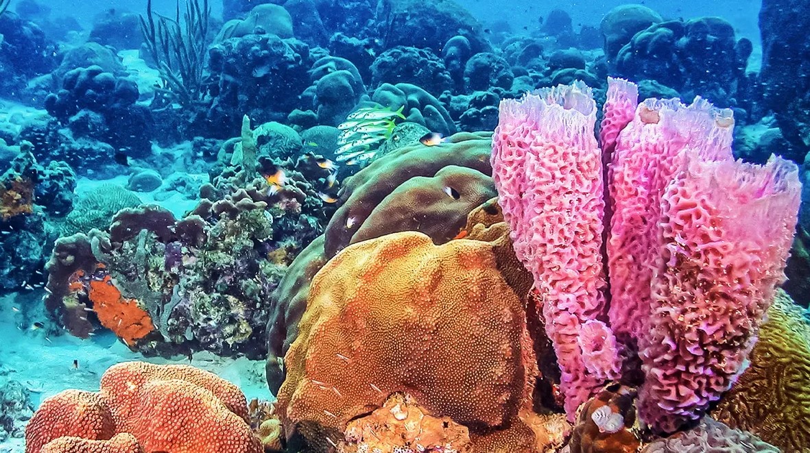 Sea sponges play a critical role in the ocean, and they are rapidly  vanishing •